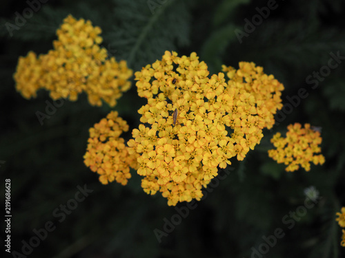 Yellow yarrow flower in a natural garden, portrait of a medicinal plant