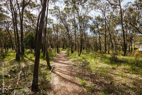 Konstfotografi A dirt walking track through the native eucalyptus bushland in Eltham, Melbourne