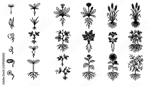 Seed to Flower Plant Life Cycle Root System Outline Vector