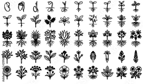Botanical Plant Development Stages Roots Sprout and Flower Vector Set