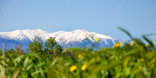 Snow covered Canigou mountain peak above trees and wildflower meadow in the Eastern Pyrenees, southern France, spring landscape with blue sky