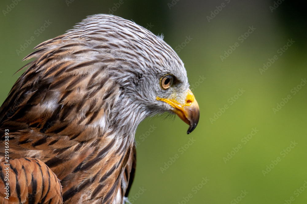 Fototapeta premium Red Kite (Milvus milvus) Portrait