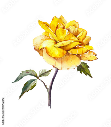 Pattern from yellow rose. Wedding drawings. Watercolor painting. Greeting cards. Flower backdrop.