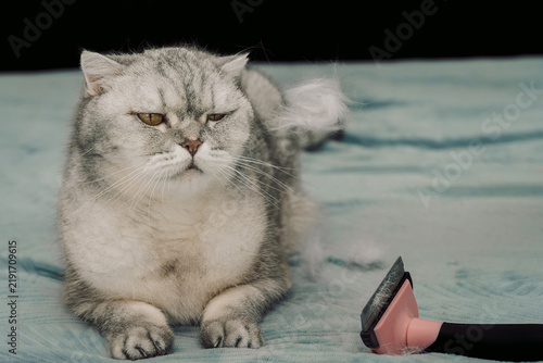 Cat sits getting groomed with a brush on a blue surface in a home environment during day.   cat looks down, and loose fur covers the surface. This scene takes place indoors in a cozy setting.