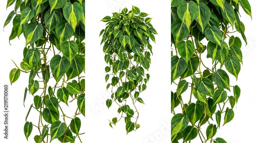 Hanging philodendron plant with green heart shaped leaves