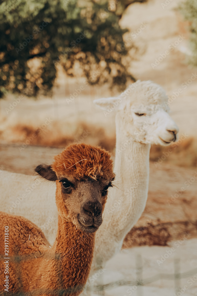 Fototapeta premium Two alpacas pose together on a sunny autumn day at a rehabilitation center in Alentejo, Portugal. They are part of a program focused on nature conservation and research.