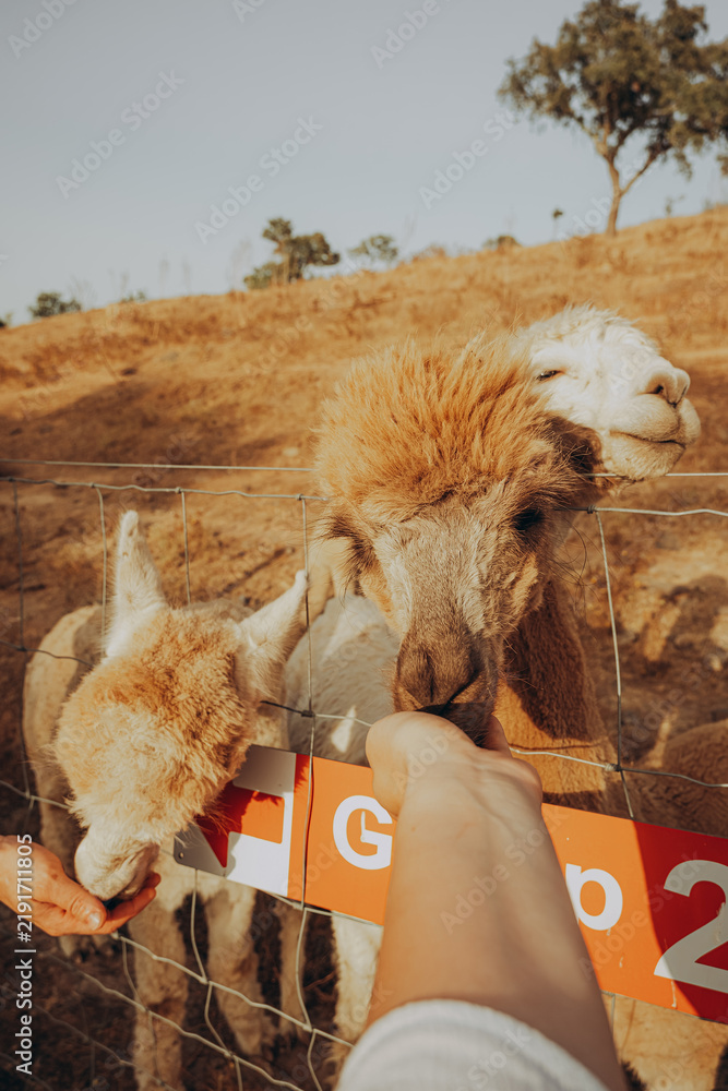 Fototapeta premium Two alpacas come close to a hand offering food at a rehabilitation center in Alentejo. The day is sunny, and the farm is set in a natural valley environment during the autumn season.