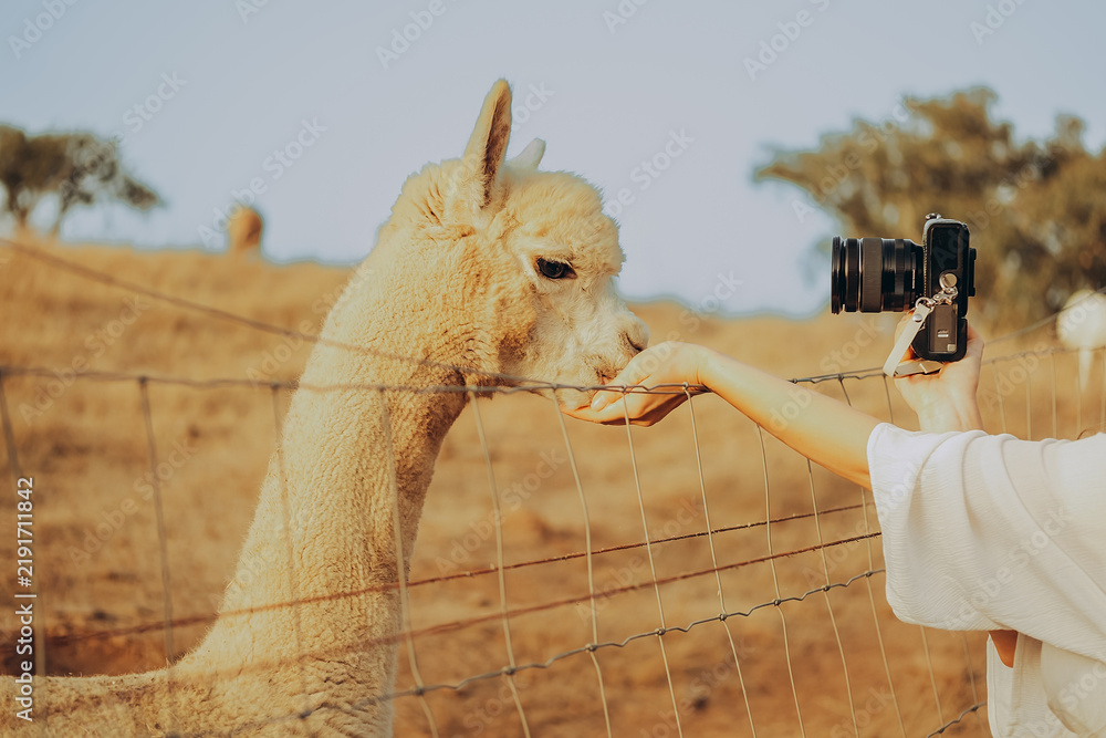 Fototapeta premium A person feeds an alpaca at a rehabilitation center in Alentejo, Portugal. It is a sunny autumn day. The scene shows the animal reaching for food through a fence.