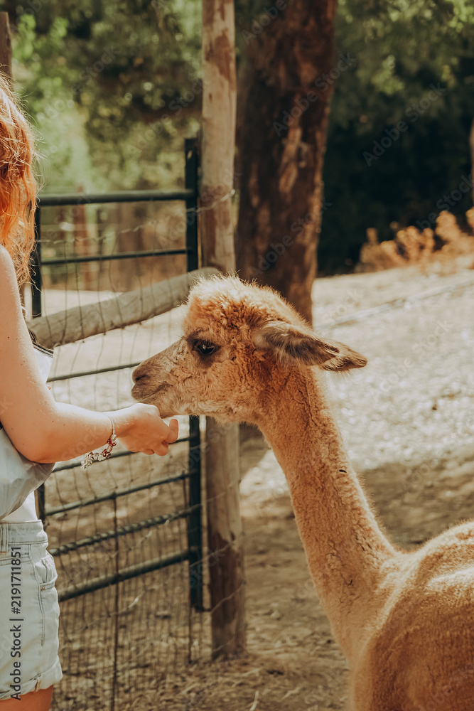 Fototapeta premium A person interacts with an alpaca, offering food, at a rehabilitation center in Alentejo, Portugal. It is a sunny autumn day, and the atmosphere is warm and inviting.