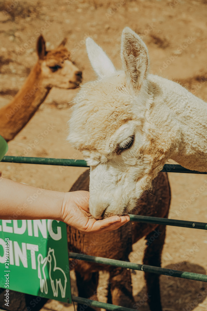 Obraz premium Visitors feed alpacas at a rehabilitation center in Grândola, Alentejo, Portugal. The animals enjoy this time with people in the warm sun during the autumn season.