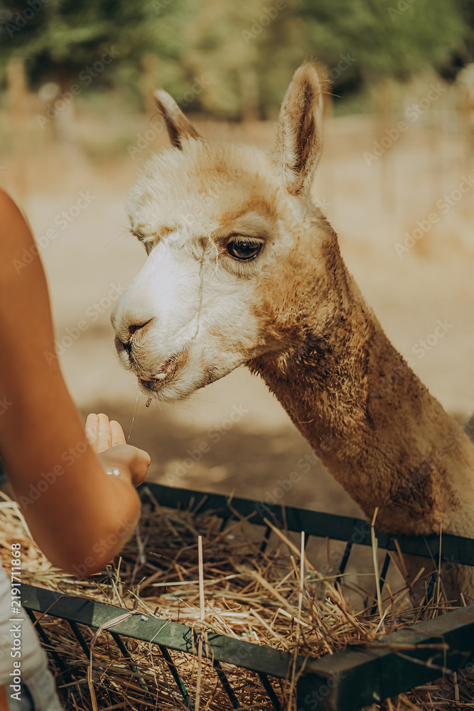 Fototapeta premium Woman feeding an alpaca at a farm in Alentejo, Portugal, on a sunny autumn day while supporting a conservation and rehabilitation project