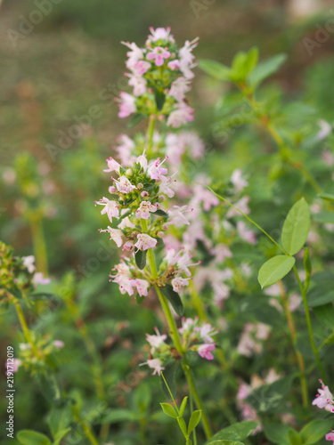 The beautiful flower of sand thyme, a close-up taken along the side of the path
