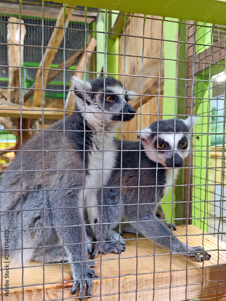 Obraz premium Two ring-tailed lemurs sitting inside a zoo enclosure behind a wire mesh fence. Curious exotic primates with distinctive black and white facial markings resting on a wooden platform. Wildlife conserva