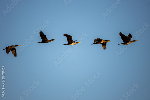 Five cormorants flying together in the early morning sky during sunrise
