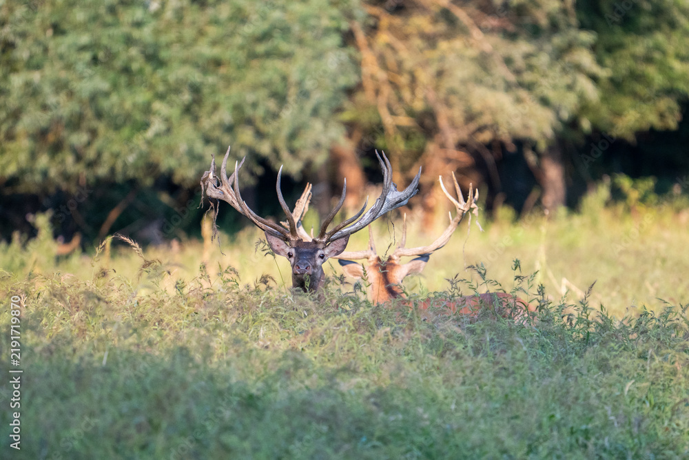 Obraz premium A group of red deer in their natural habitat