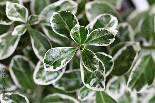 Close up of 'Euonymus Japonicus Kathy' spindle tree plant