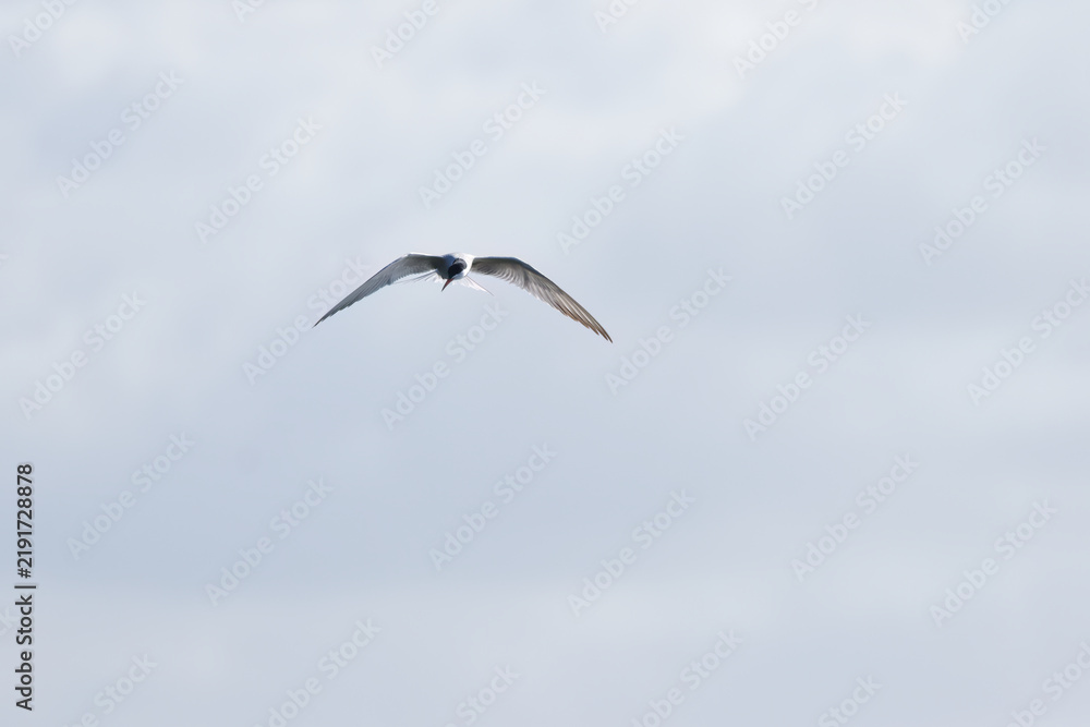 Obraz premium Common tern in flight against the light, common tern with outstretched wings, grey sky, clouds in the sky, Sterna hirundo