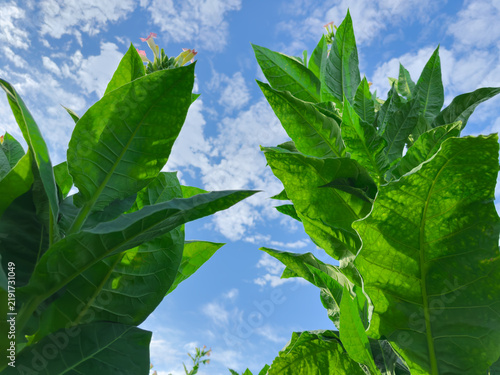 Blooming tobacco stems on field against sky, bottom-up view