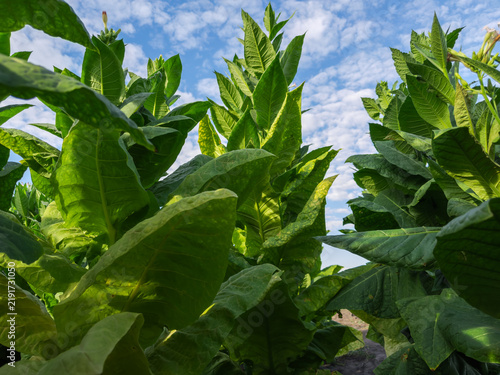 Stems of tobacco on field against sky, bottom-up view