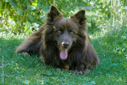 Happy Australian Shepherd Resting on Lush Green Grass