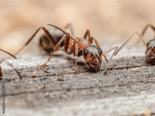 Eine detailreiche Makroaufnahme zeigt eine rote Ameise (Serviformica) in einer interessierten Position auf einem hölzernen Untergrund.