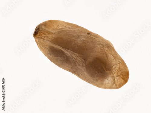 Zu sehen ist eine detailreiche Nahaufnahme einer einzelnen Ameisenpuppe der Kahlrückigen Waldameise (Formica polyctena). Die Aufnahme erfolgte vor neutralem Hintergrund.
