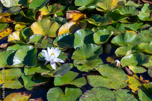 Konstfotografi White water lily flowering among pond leaves