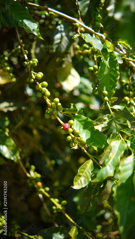 Obraz premium Coffee branch full of raw green beans with a single ripe red coffee cherry standing out