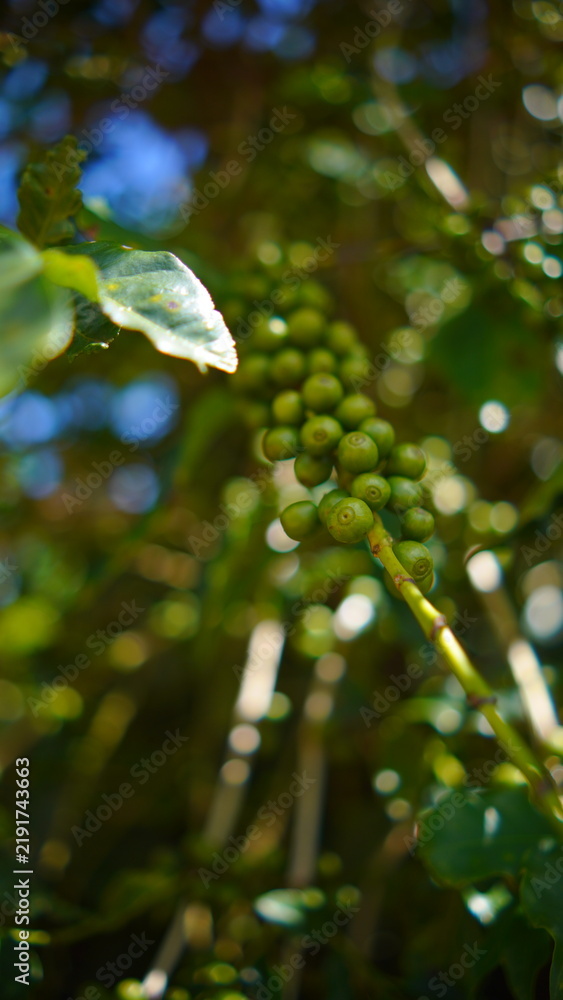 Obraz premium Macro shot of unripe green coffee beans growing on a branch with beautiful blurred background