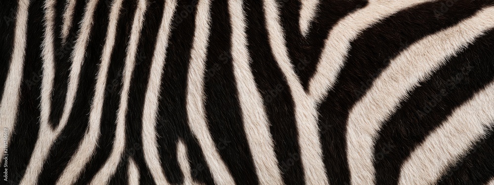 Fototapeta premium Highly Detailed Natural Zebra Stripe Pattern in Black and White Fur