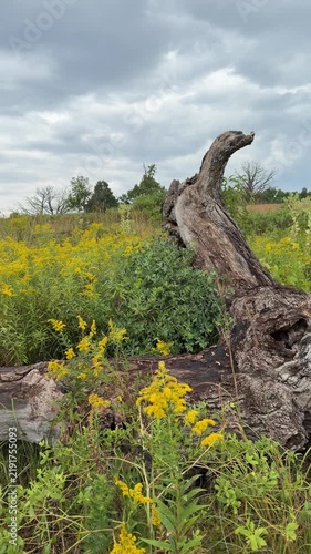 A beautiful prairie in late summer in rural Minnesota.