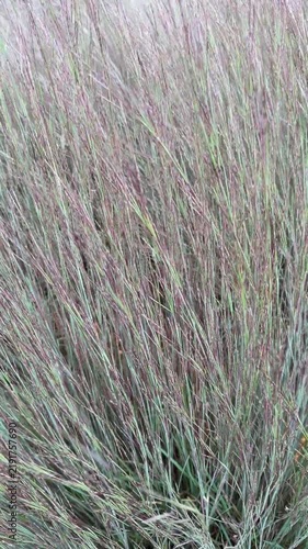 Bluestem grass - schizachyrium scoparium 'MinnBlueA' Blue Heaven grass - blowing in a breeze.