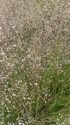 Prairie Dropseed - sporobolus heterolepis 'morning mist' grass blowing in a breeze.