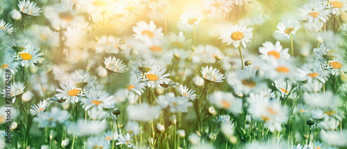 Daisy flowers lit by sunlight, beautiful white daisies in warm spring light