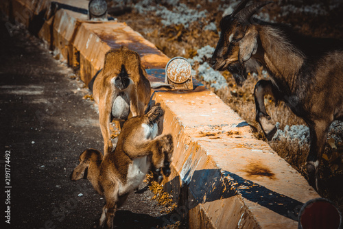 antelope