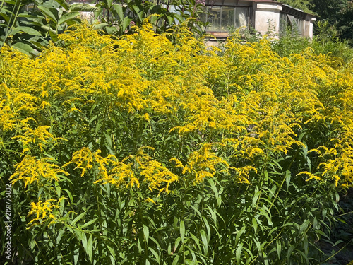 Canadian goldenrod or Solidago canadensis 