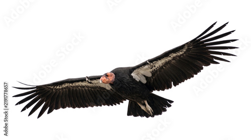 Bild auf Leinwand California condor soaring in flight with large open wingspan showing black and white feather patterns