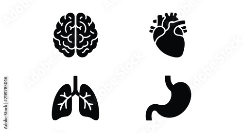 фотографія Human organ silhouettes against a white background depict anatomy and health