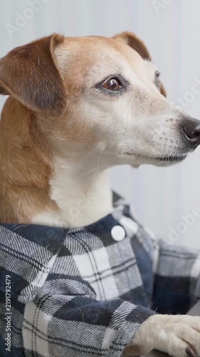 Cute Brown and White Dog Wearing a Gray Plaid Shirt While Sitting at a Table, Close Up Portrait of a Dressed Pet Looking to the Side with Paws Resting on the Table in a Bright Home Interior
