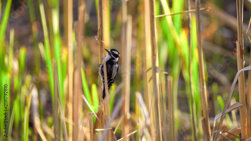 фотографія Great Spotted Woodpecker male foraging among wetland reeds