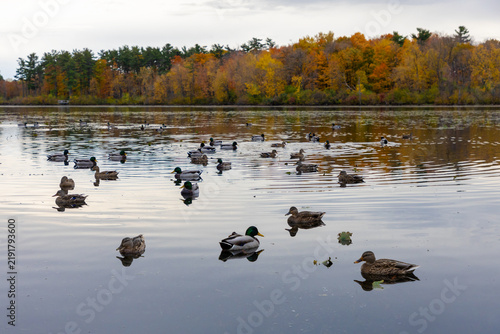 Flock of mallard ducks swimming on calm water in autumn. Mud Lake in fall season in Ottawa, Canada