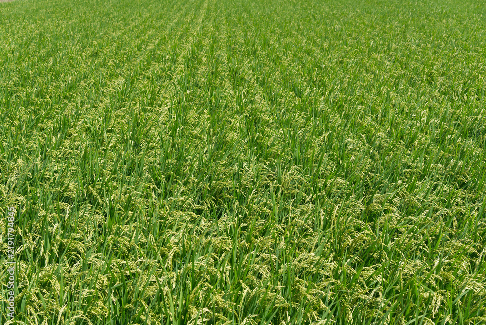 Fototapeta premium Lush Rice Field with Ripening Grain in Rural Japan