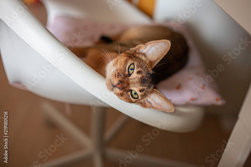 Fotografie Abyssinian cat resting on office chair at workspace