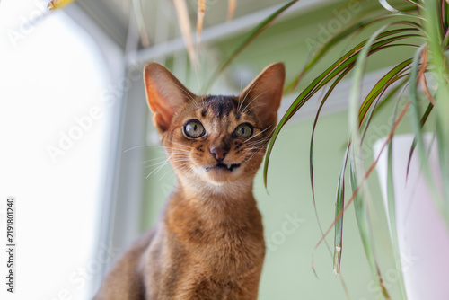Fotografía Abyssinian cat chewing on toxic Dracaena houseplant leaf