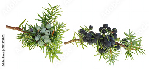 Sprig of wild common juniper (Juniperus communis) with unripe and ripe berries, isolated on white background