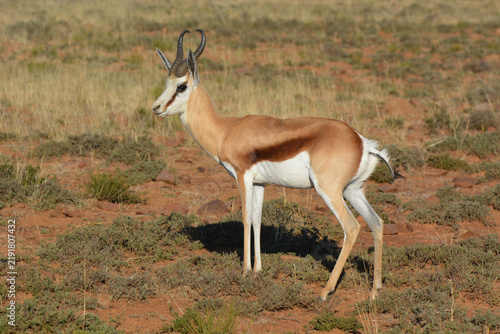 Springbok Antidorcas marsupialis standing in Karoo semi-desert Mountain Zebra National Park South Africa
