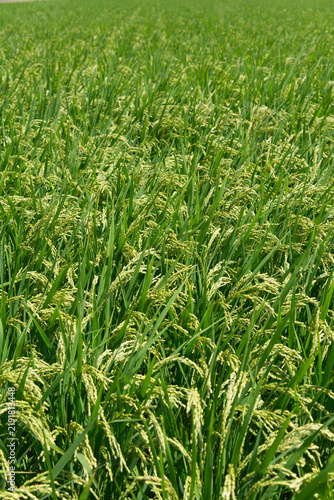 Vertical View of Ripening Rice Plants in a Green Paddy Field in Japan