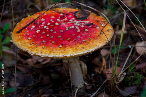 Bild auf Leinwand fly agaric mushroom in forest