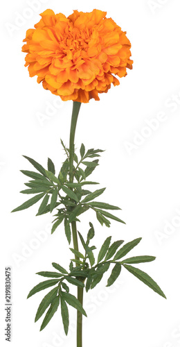 French marigold flower isolated