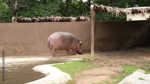 Hippopotamus Walking Across Zoo Enclosure in Wildlife Conservation Park